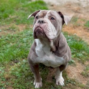 Senior - Diesel